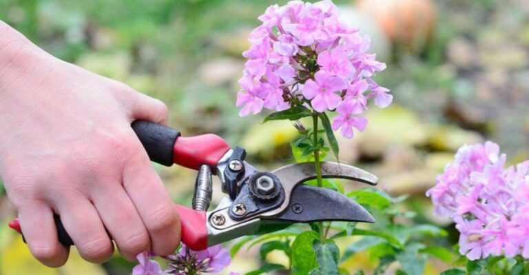 Prune These 7 Plants In October For A Head Start On Next Season In North Carolina