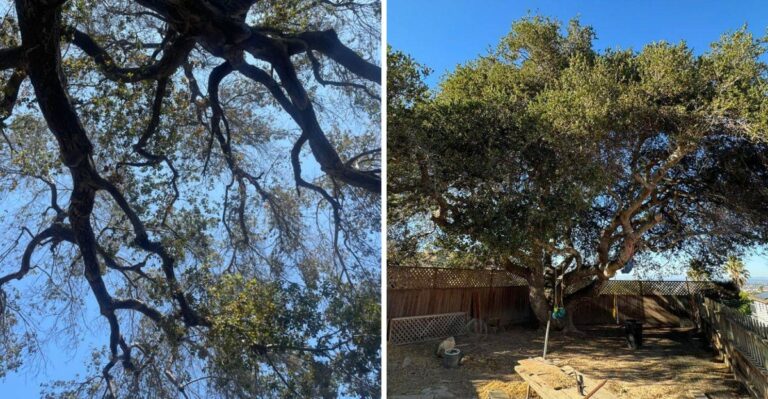 The California Native Tree That Creates Dense Shade Without Constant Cleanup