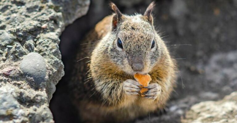 Why California Ground Squirrels Are More Visible On Cooler Fall Mornings