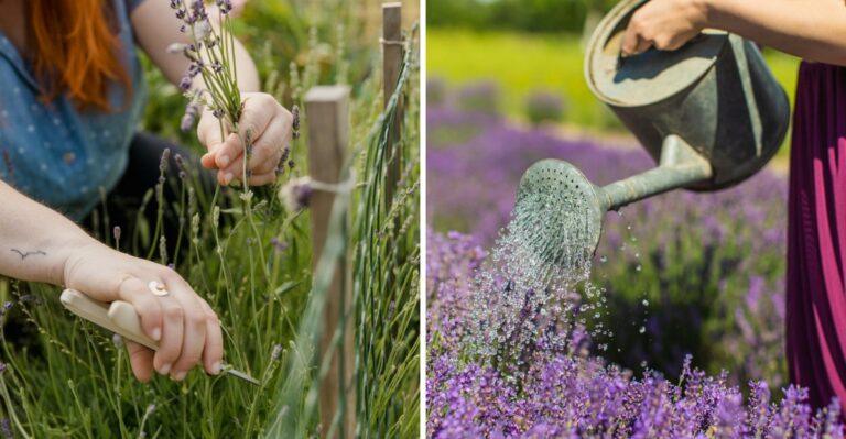 Do This To Your Pennsylvania Lavender Before Winter Arrives