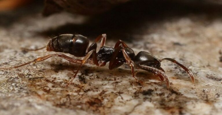 The Invasive Ant Quietly Spreading Through Virginia Yards