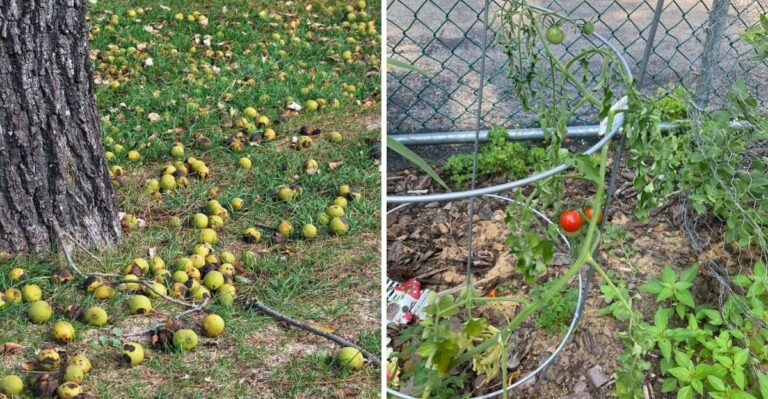 Why A California Walnut Tree Quietly Stops Other Plants From Growing Nearby