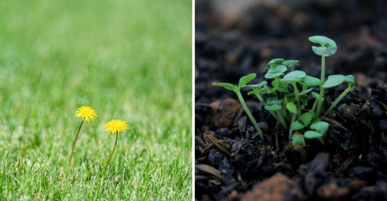 Tiny Green Seedlings Sprouting In Alabama Lawns This Week Could Fill Your Yard By Spring