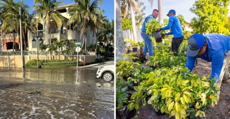 Saltwater From King Tides Reached Your Florida Yard? This First Step Can Save Your Plants