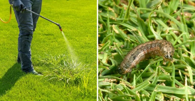 How To Treat Fall Armyworms In Georgia Lawns Before The Damage Spreads