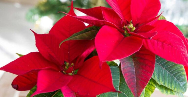 Should You Bring Your California Poinsettia Indoors Before Nights Get Cold?