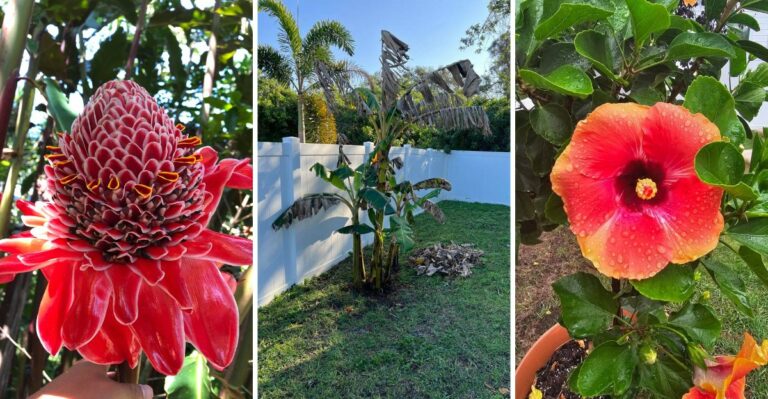 The Cold-Tender Florida Plants Worth Identifying Before October