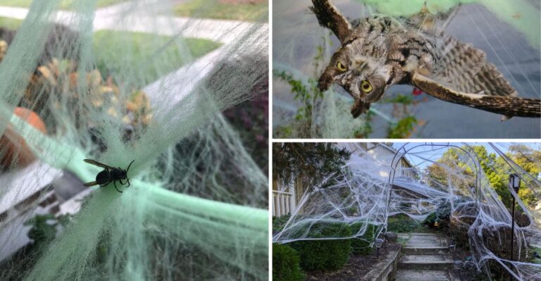 That Fake Spiderweb On Your Missouri Porch Could Trap Fall Wildlife