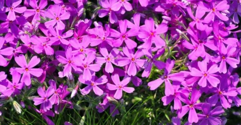 Creeping Phlox Planted On Georgia Slopes This Fall Turns Into A Spring Carpet