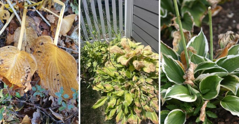 Mistakes To Avoid When Growing Hostas In Northern California Shade
