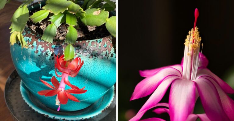 This Is The Week Your Christmas Cactus Needs To Leave The Porch In New Jersey