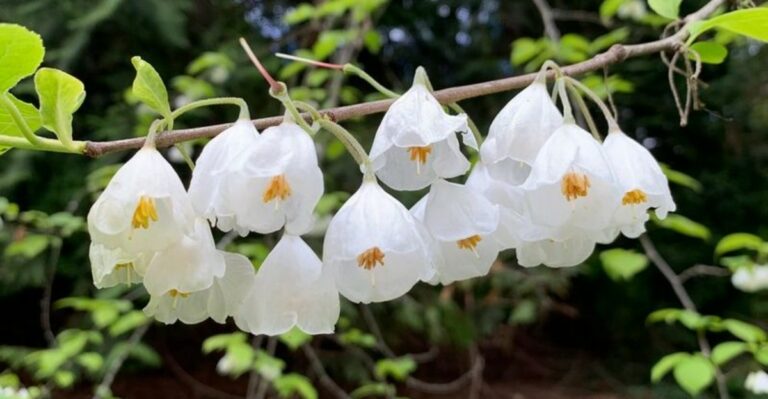 Why Carolina Silverbell Is The Native North Carolina Tree Hardly Anyone Plants