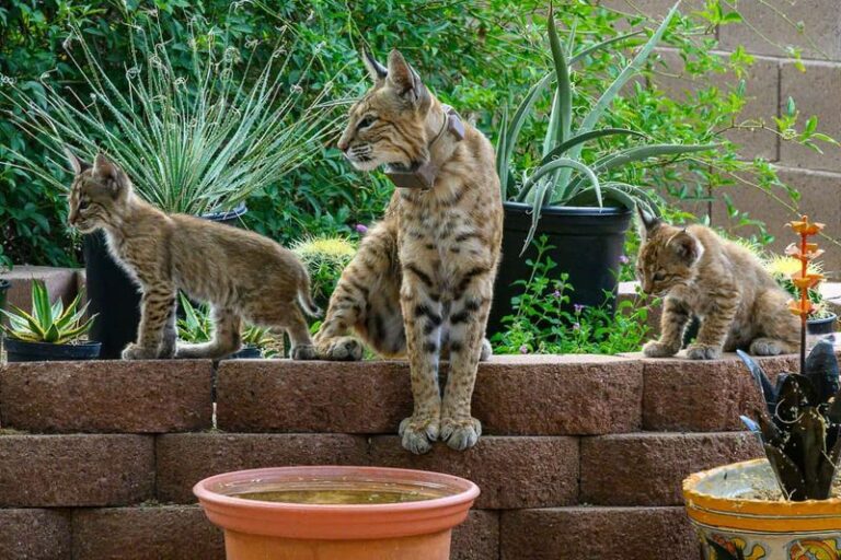 What an Arizona Bobcat Sighting in Fall May Really Mean