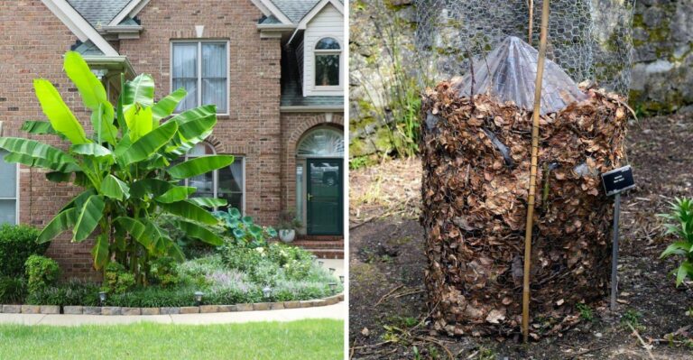 Can A Banana Plant Survive An Ohio Winter? Here’s What Actually Happens