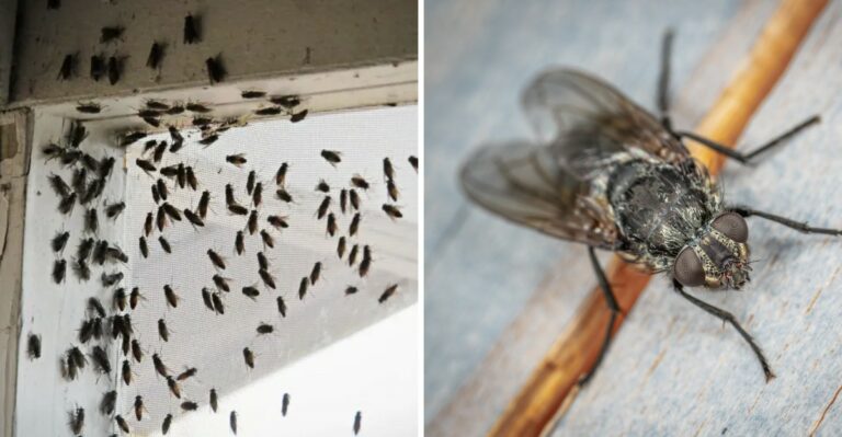 The Mysterious Flies Showing Up In Iowa Bedrooms Have A Secret That Has Nothing To Do With Dirt