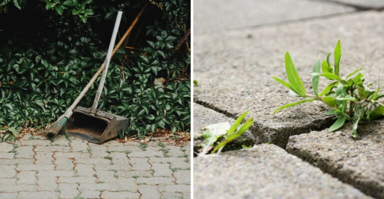The Simple Tricks To Stop Weeds Between Pavers In Texas