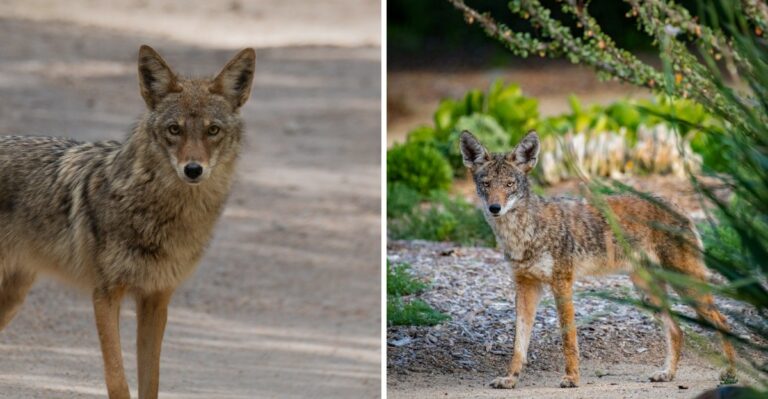 Things You Should Do If Coyote Shows Up In Your Texas Yard This Fall (And Things You Shouldn’t)