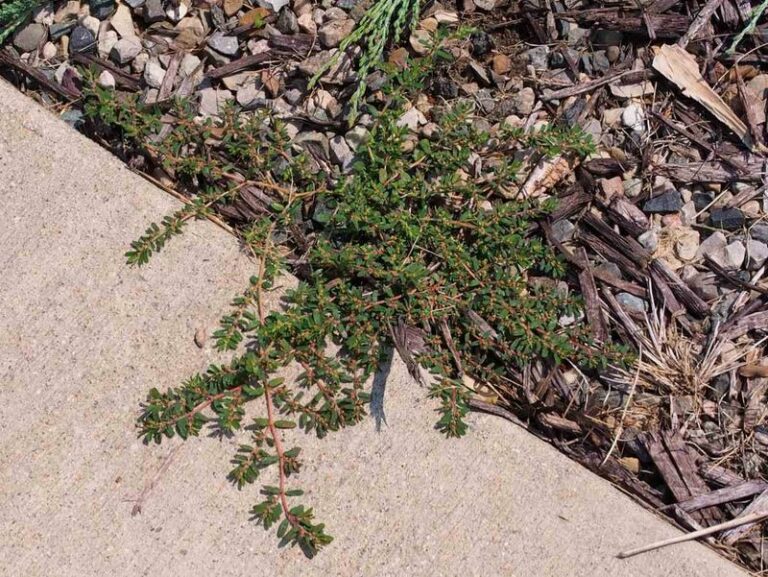 A Simple, Repeatable Routine for Managing Spurge in Arizona Yards