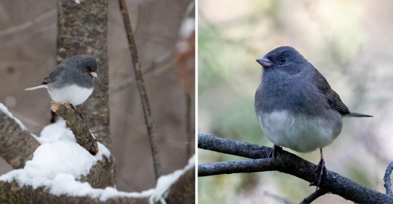 Dark-Eyed Juncos Showing Up Under Indiana Feeders Are An Old Sign That Winter Is Close