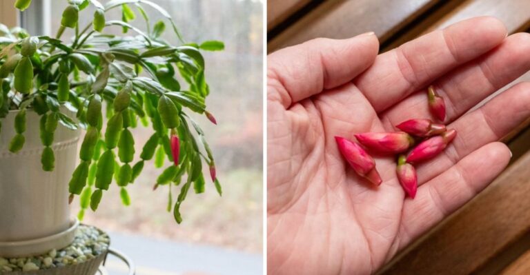 9 Main Reasons Why Your Florida Christmas Cactus Is Dropping Buds