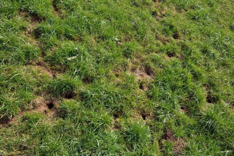 Fresh Yard Holes in Arizona This Fall? A Skunk Is One Possible Digger, Based on Hole Pattern