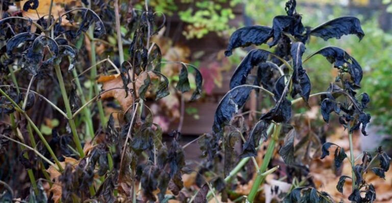 Blackened Dahlia Leaves After Indiana’s First Freeze Signal It Is Time To Dig The Tubers