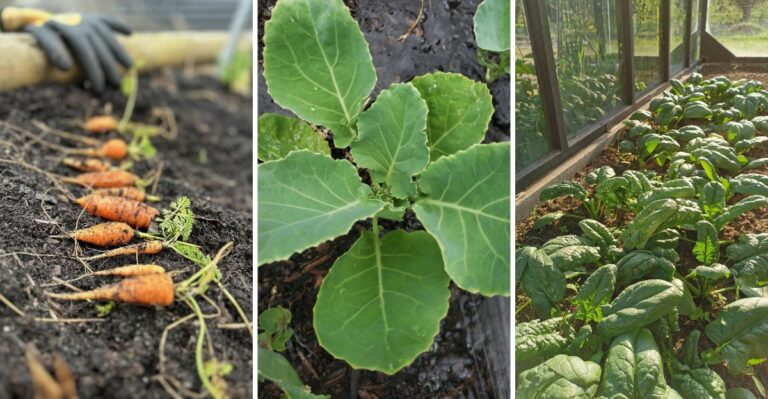 Plants That Actually Taste Better After A Frost