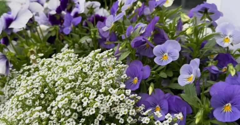 Which Companion Plants Pair Best With Pansies In A California Winter Bed