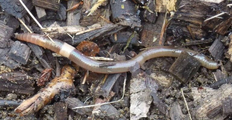 Jumping Worms Could Be Wrecking Your New York Garden Soil, And Most People Never Notice