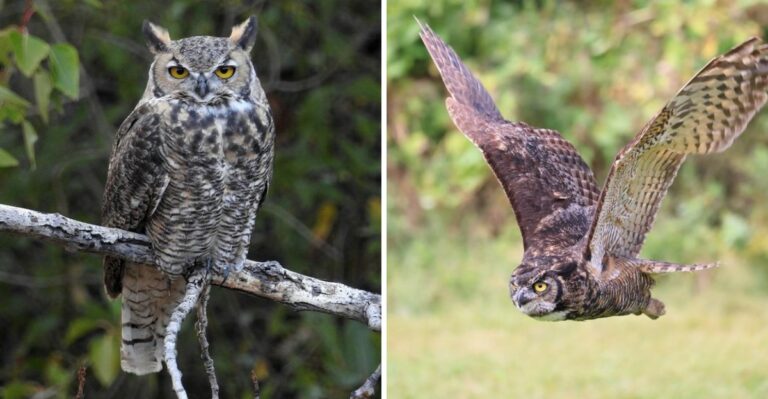 What It Means When A Great Horned Owl Shows Up In Your Texas Yard