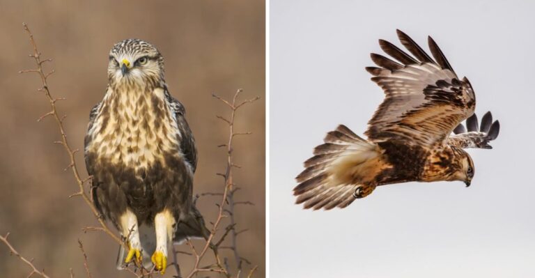 The Winter Bird Of The Texas Panhandle You’ll Rarely See Anywhere Else In The State