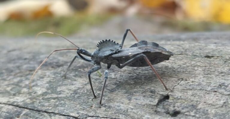 That Scary-Looking Bug In Your Virginia Garden Is Actually On Your Side