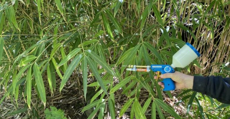 How Georgia Homeowners Stop Bamboo Before It Crosses The Property Line