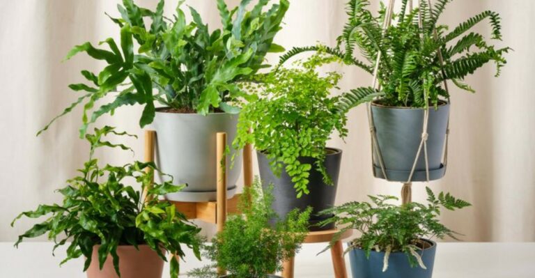 What To Do With Potted Ferns Before Ohio Nights Drop Into The 40s