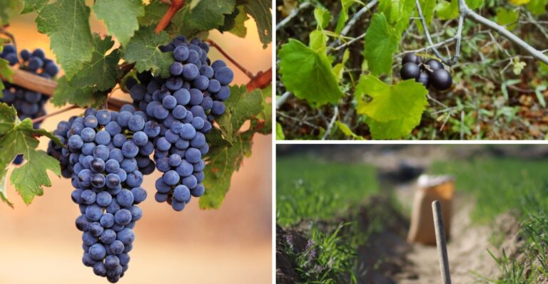 Grow More Lomanto Grapes This Winter In Alabama With Surprisingly Little Effort
