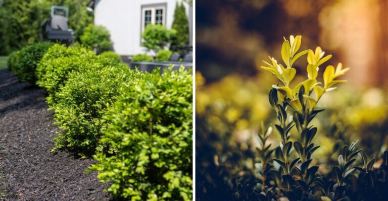 What Your Ohio Boxwoods Need In November To Stay Green Through Winter