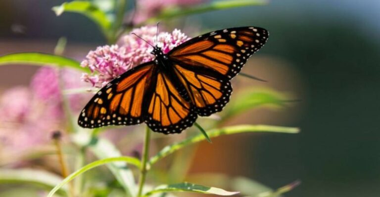 How To Turn Your California Yard Into A Monarch Rest Stop This October