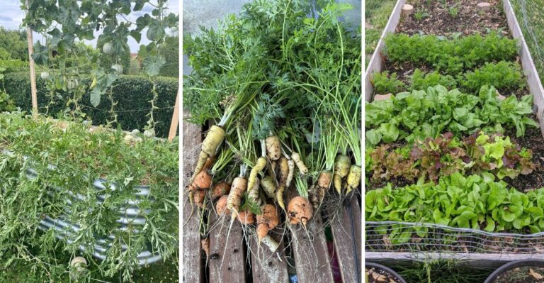The Worst Vegetables For California Raised Beds (And The Ones That Thrive There)