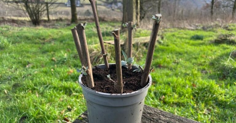 How To Take Hardwood Cuttings In Ohio This Fall For Free Shrubs Next Spring