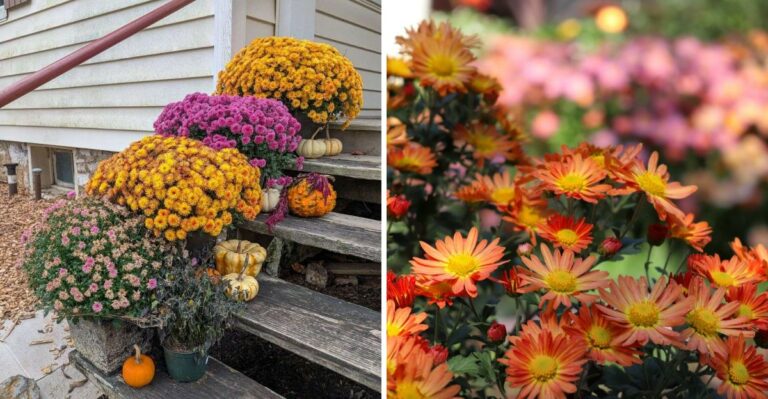 The Mum Mistake That Makes Blooms Fade Too Soon In Texas