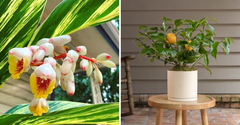 9 Tropical Plants Florida Gardeners Should Bring Indoors Before November