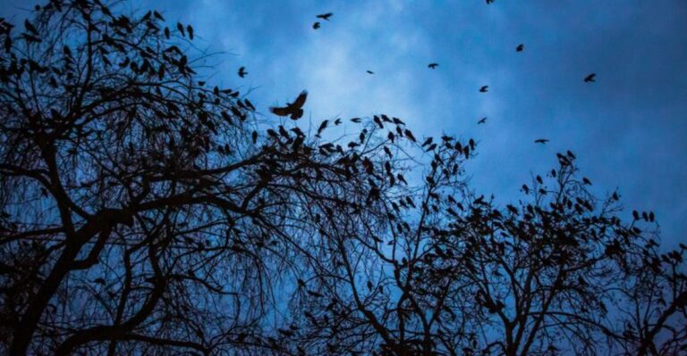 Thousands Of Crows Are Swarming New York Towns, And It’s Seriously Creepy