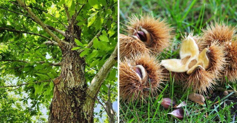 A Native Giant That Once Numbered In The Billions Is Dropping Its Spiny Fruit Again In Parts Of New Jersey This Month