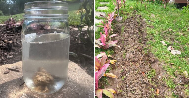 How To Test And Improve Drainage In Georgia’s Red Clay Soil