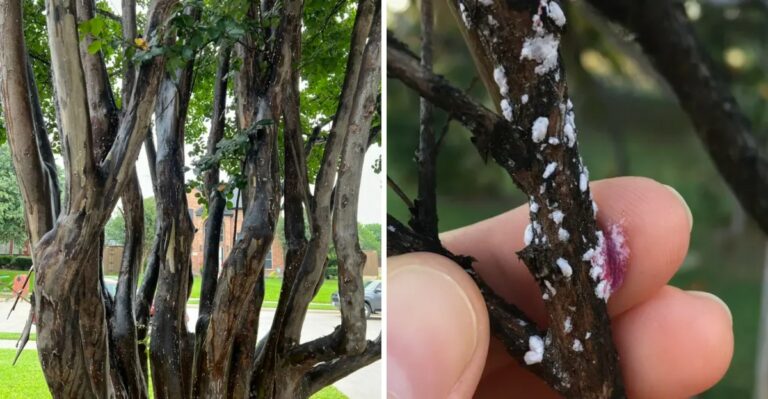 The One Thing You Must Do To Crape Myrtles In Texas Before Fall Ends