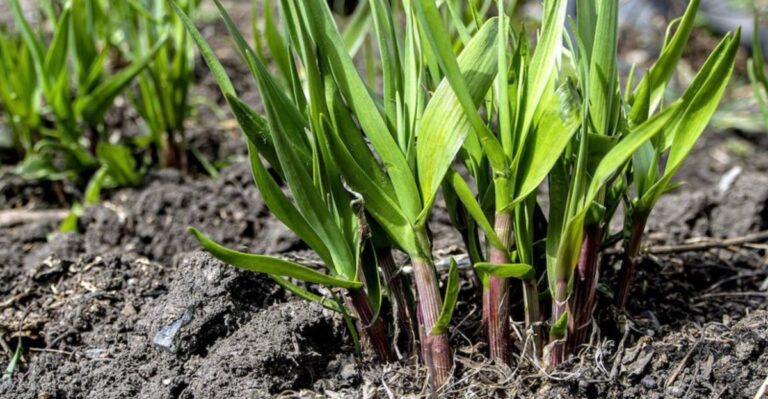 The Simple Two Step Method For Clearing Wild Onion And Wild Garlic From North Carolina Lawns