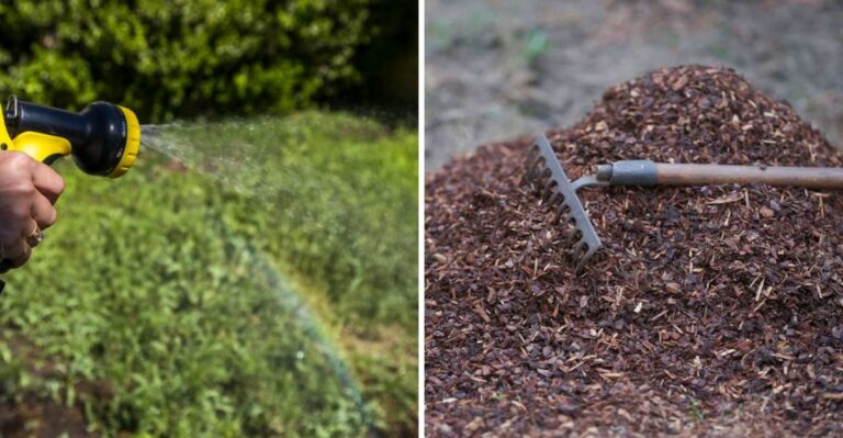 8 Things Every California Gardener Should Do Before November