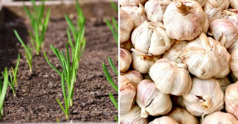 That Garlic Clove You Plant In New Jersey This Month Pays Off When Summer Arrives