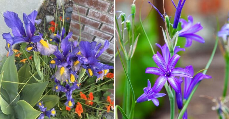 The Spring Blooming Bulbs California Gardeners Should Plant This Month
