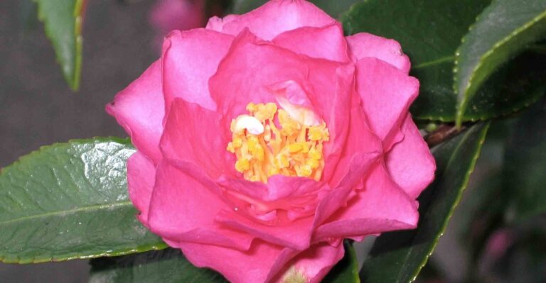 8 Camellia Varieties That Bloom Earliest in North Carolina Yards